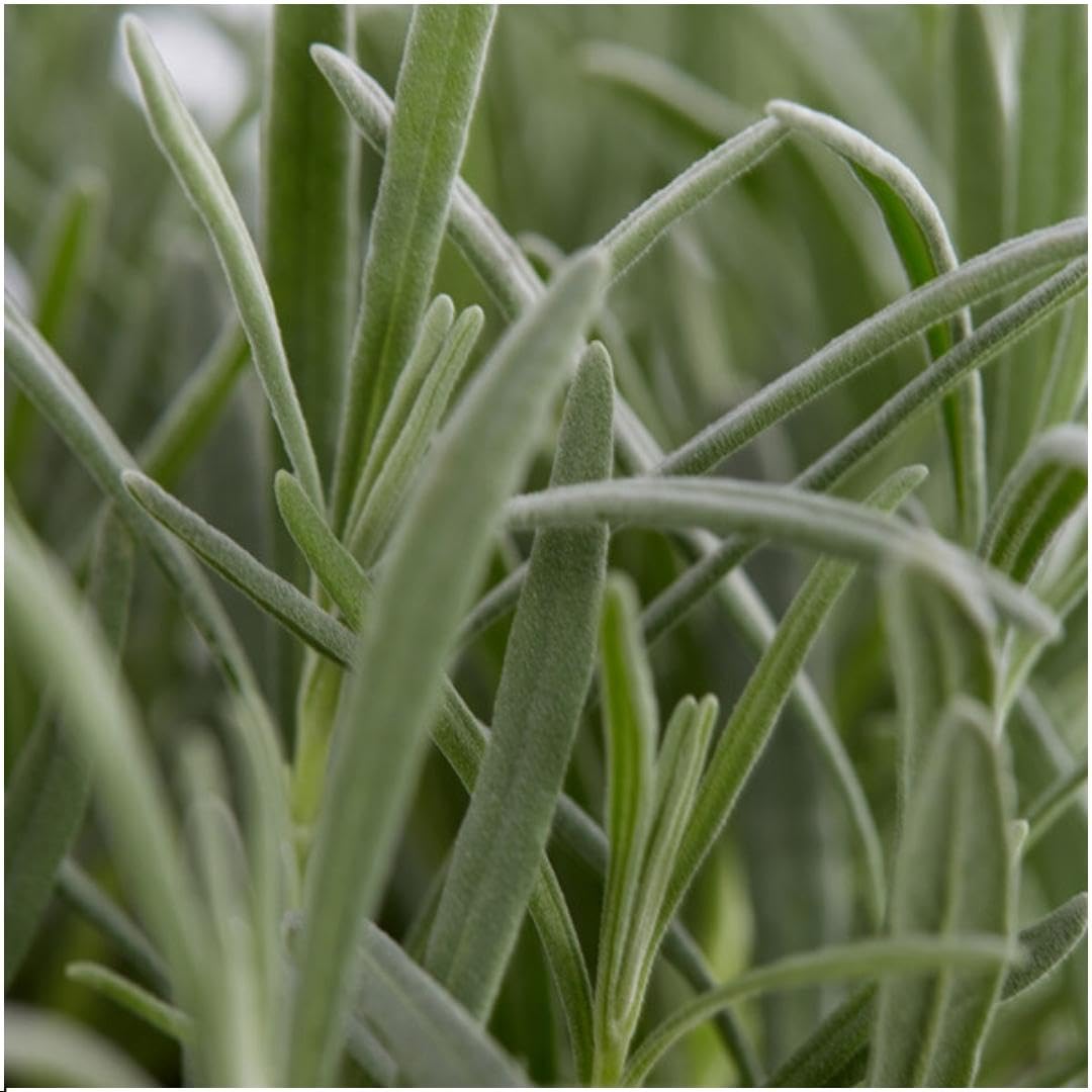 Plants by Frank | 24 Blauer Duft-Lavendel Pflanzen | Lavendel Angustifolia | Echter Lavendel Pflanze Winterhart Mehrjährig | Lavendelstrauch | Gartenpflanzen | 24 x Ø7 cm - 15 cm