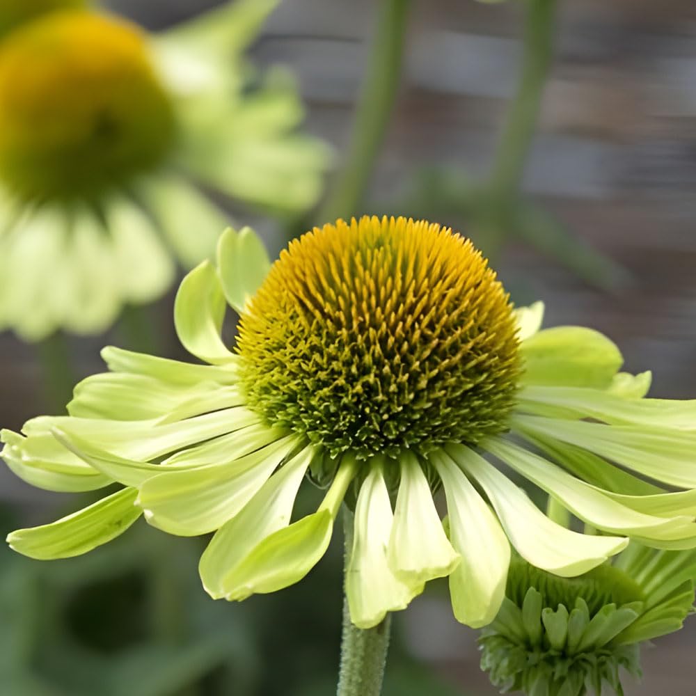 Echinacea Alan’s Pride Seeds – Stylish & Unusual, Long Lasting Cone Flowers – Hardy Perennial – for Your Beautiful Garden