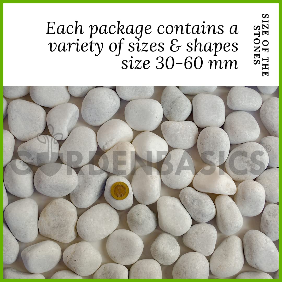 GARDENBASICS Unpolished White Pebbles/Pebble/Natural Decorative River Water Rocks/Stones For Garden, Gardening, Landscaping, Home Decoration, Vase Fillers, Rock Art, and Potted Plants (10 kgs) - Image 6 thumbnail