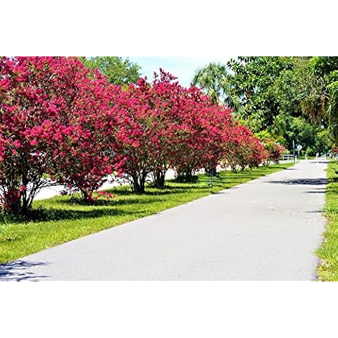 Dynamite Red Crape Myrtle Tree Seeds Cover