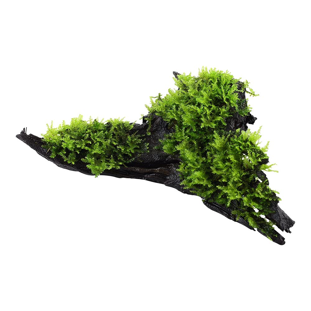 Plante d'aquarium Vesicularia montagnei « Christmas » Plante aquatique sur racine N° 003A YWS Plante d'aquarium Porte-racine Rhizome