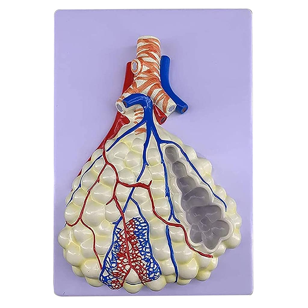 RBRMHM Human Respiratory Model Human Respiratory Anatomical Model Size 8 x 10'' for Education Lectures Use