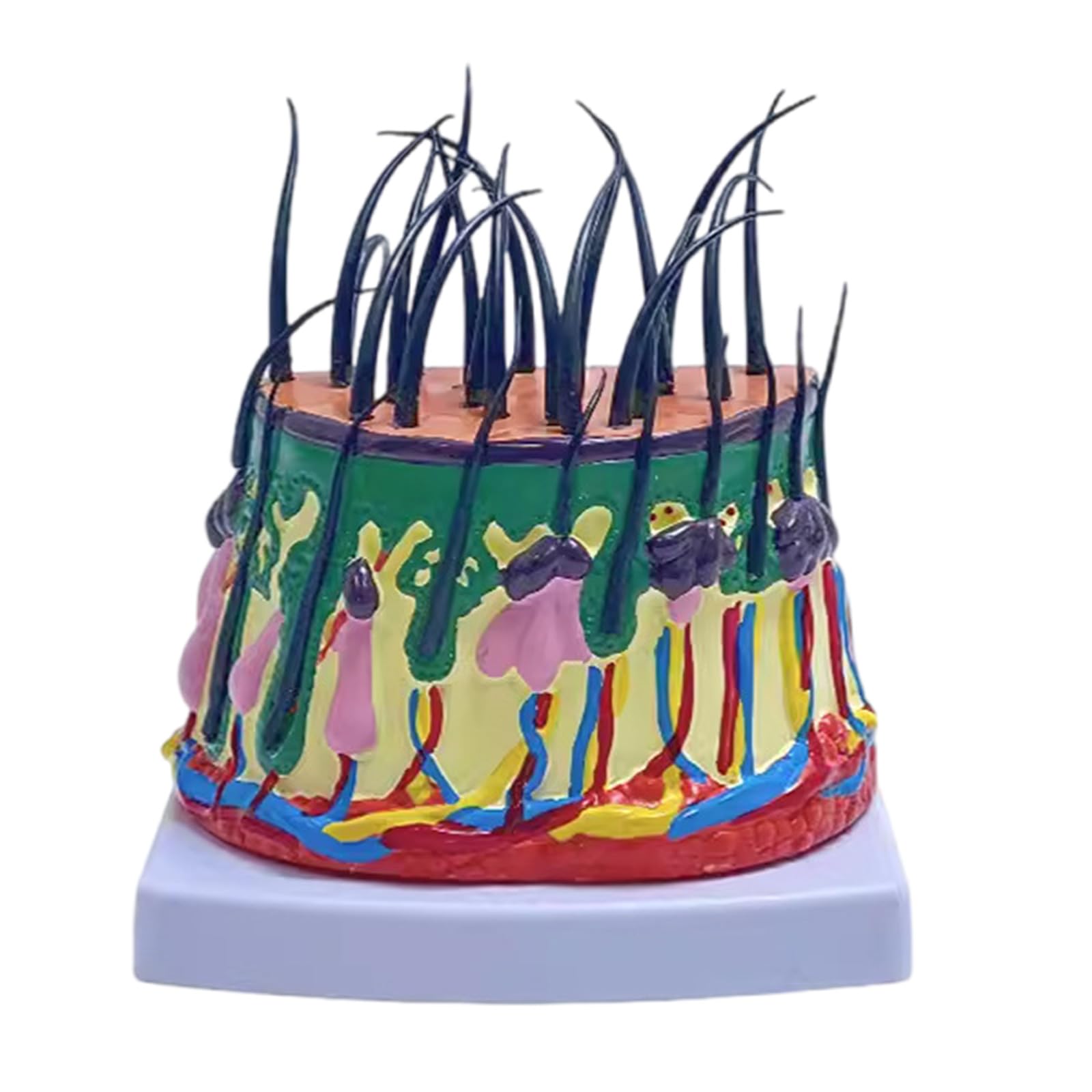 Human Scalp Model 50X Enlarged Scalp Structure Anatomical Model Teaching Medicals Model for Classroom Science Study