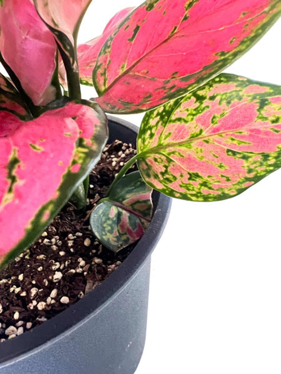 Amazon｜アグラオネマ 5号鉢 ビューティー タイの宝石 赤い斑入り