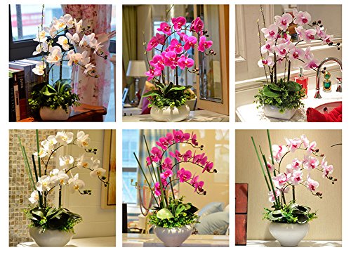 Ximkee 1 X Artificial Butterfly Orchid Flower Plant Home Decor Fuchsia (1Pcs, White) #TOP5
