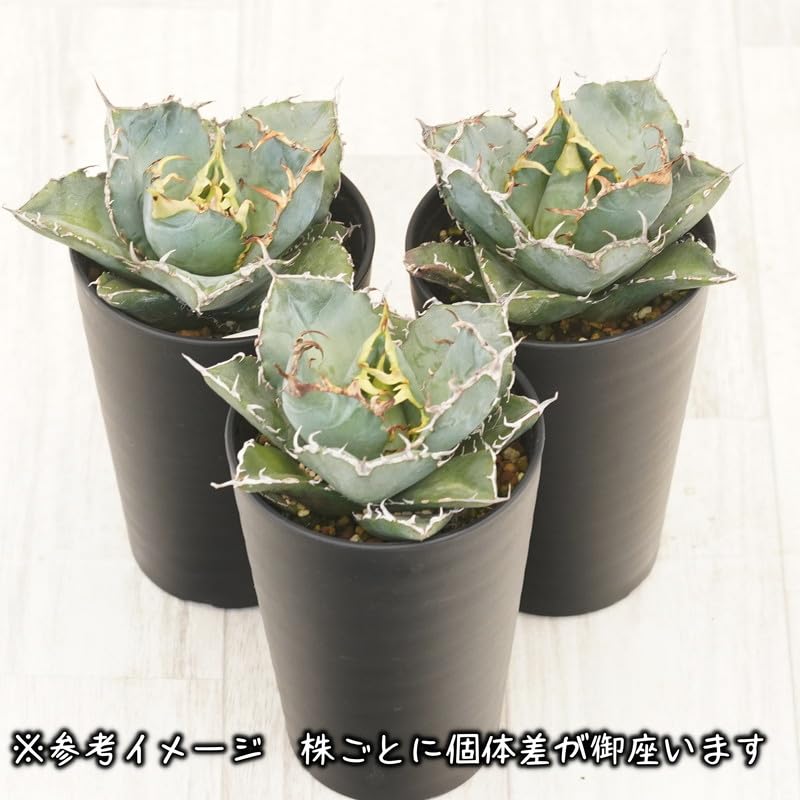 Amazon｜アガベ・チタノタ ”白鯨” 3.5号鉢｜観葉植物 オンライン通販