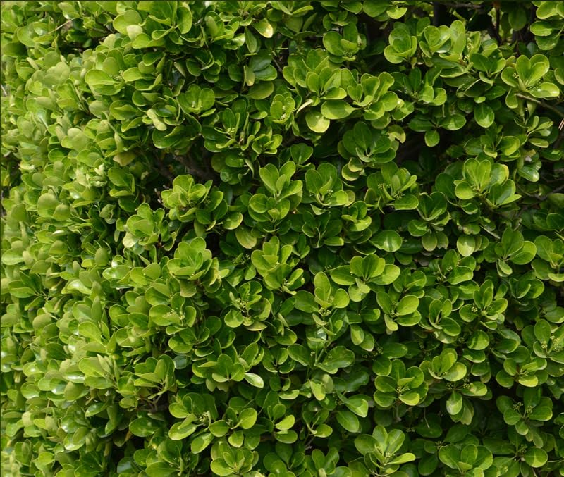 Pianta Evonimo Del Giappone – Euonymus Japonica In Vaso 24 Cm – Foto Reali - Foto 3