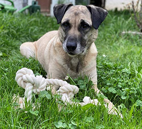 Go rilla® Hundespielzeug Seil, Tau Hund Spielzeug, Hund Seil Spielzeug Set, Interaktives Kauspielzeug Spielzeug, Vorteilhaft für die Zahnreinigung des Hundes, für Welpe Mittlere/Große Hunde (S, Natur)