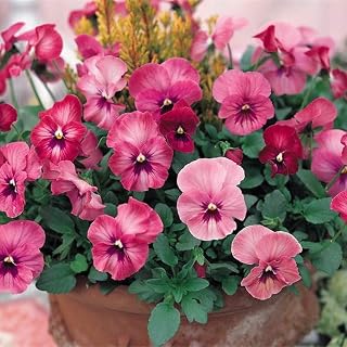 TJYXGS 200Pcs Pansy Seeds Unique Pink Hanging Basket Decoration Flower Annual Flower Gardening Viola Tricolor Seed for Garden Balcony Planting