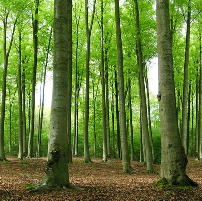 Papier peint effet 3D arbres de la forêt moderne de dimensions 200 x 140 cm - 3