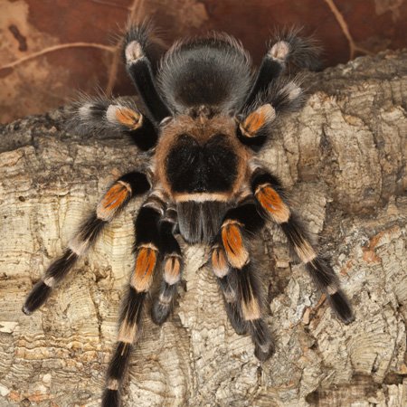 洋楽 Tarantula 3dRose lsp_86584_2 Mexican Red-Kneed Tarantula Spider, Mexico Sa13