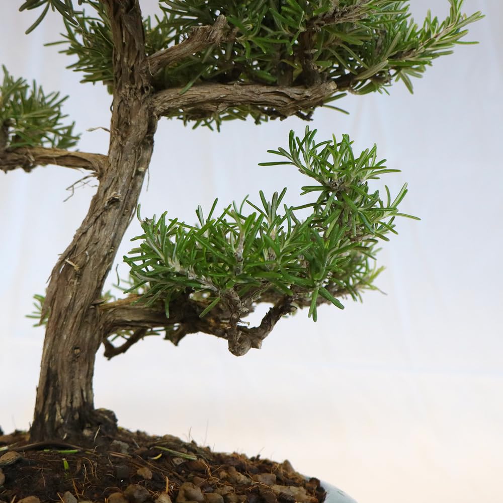 KENTIS - Rosmarin Bonsai Baum Echt fr Drauen - Rosmarinus Officinalis  Gartenbonsai - Balkon Pflanzen - H 27/37 cm Topf  20 cm : Amazon.de: Garten