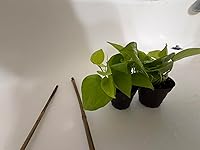 Review Image by Keyana H. Keyana H.