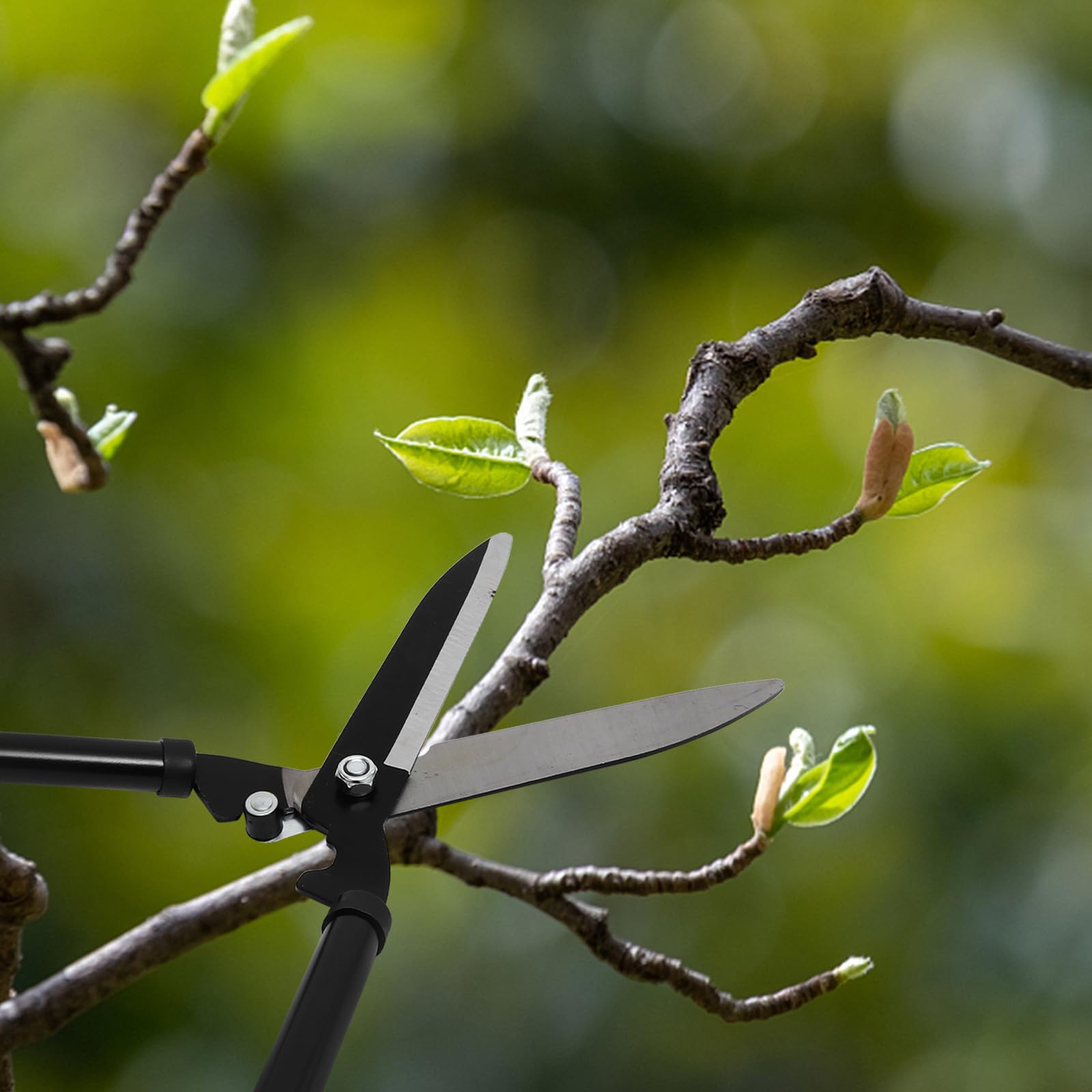 Ciseaux de Jardinage pour Arbres Fruitiers en Acier au Carbone, Légers