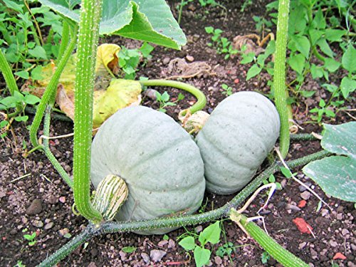 Amazon.co.jp: 北海道剣淵産 雪化粧かぼちゃ 10kg (4～7玉)×1箱【出荷
