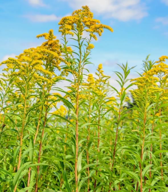 1 Pack of 2000 SEEEDS Golden Rod - Solidago Canadensis