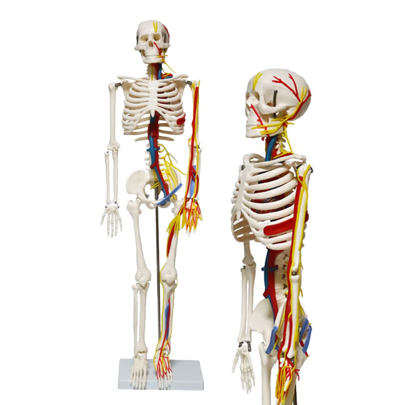 Buy Human Anatomical Skeleton Model, 85 Cm Mini Human Skeleton Model