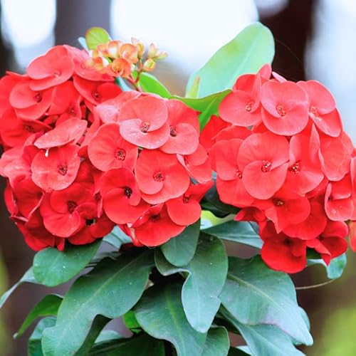 Crown Of Thorns Plant, Red Flowering Plant, Succulent Plant Live 2.5 Inch Pot For Planting Indoor Outdoor #TOP30