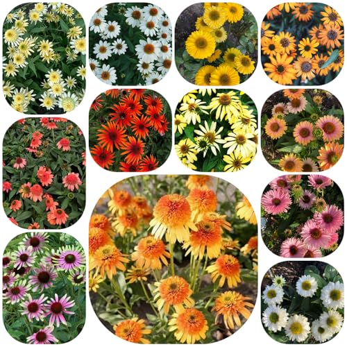semi di echinacea, vecchie varietà resistente 420pcs