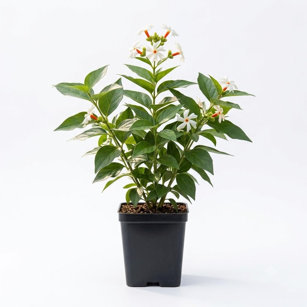 Harsingar Plant - Night Jasmine Blooms FREE SHIPPING -3