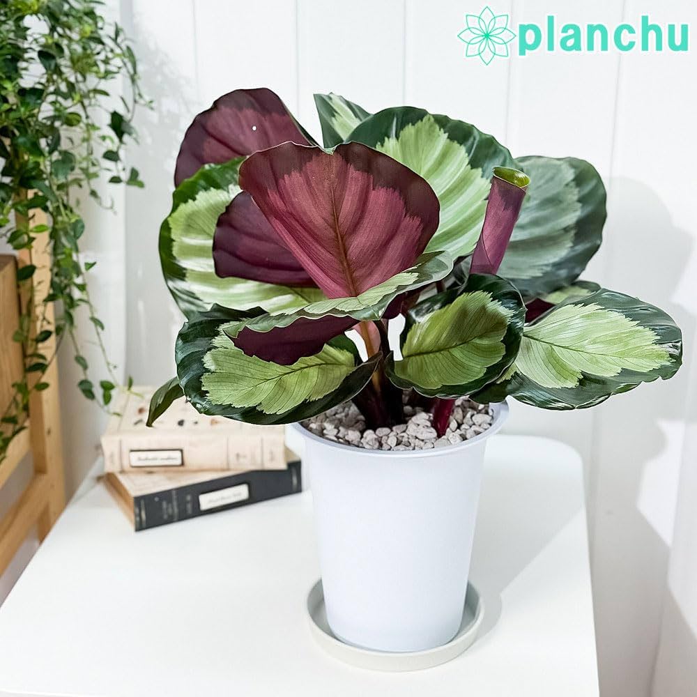 カラテア　色々 カラテアの種類図鑑｜珍しい希少種は？模様や赤や白の葉色が