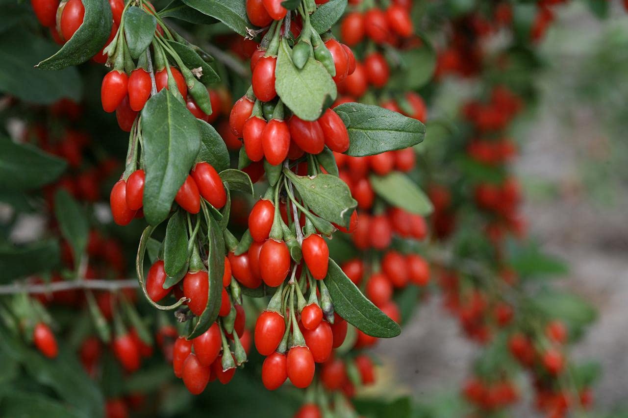 Royal Paradise Garden Rare Goji Berry Fruit Seed"Red" Exotic 20 Fruit seeds for Growing (B094C625BD) Amazon Price History, Amazon Price Tracker