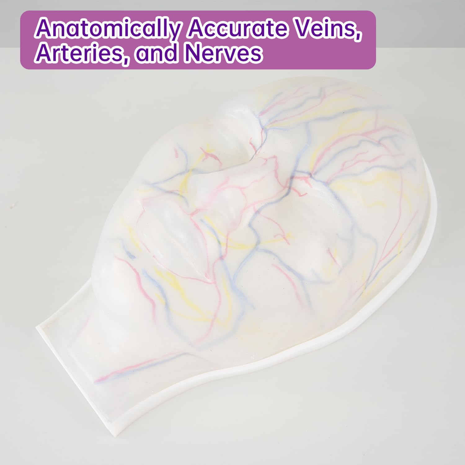 Clear Injection Face Model with Arteries, Veins & Nerves, Visable Injection Mannequin Face for Cosmetic Training, Facial Injection Training Model for Estheticians