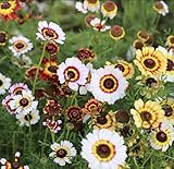Painted Daisy Flower Seeds (Chrysanthemum carinatum) – 500+ Non-GMO Heirloom Seeds by Isla’s Garden Seeds, Bold Multicolor Blooms, Great for Borders, Pollinator-Friendly, Cottage Gardens