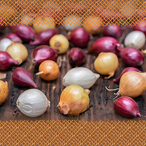 FLORTUS 2000-0353-500g Wintersteckzwiebel Disco Mix 500 g I Zwiebeln in hoher Qualität pflanzen I Mild scharfe Gemüsezwiebel, Steckzwiebeln, Winterzwiebel I Steckzwiebelgröße 14 - 21 mm Cover