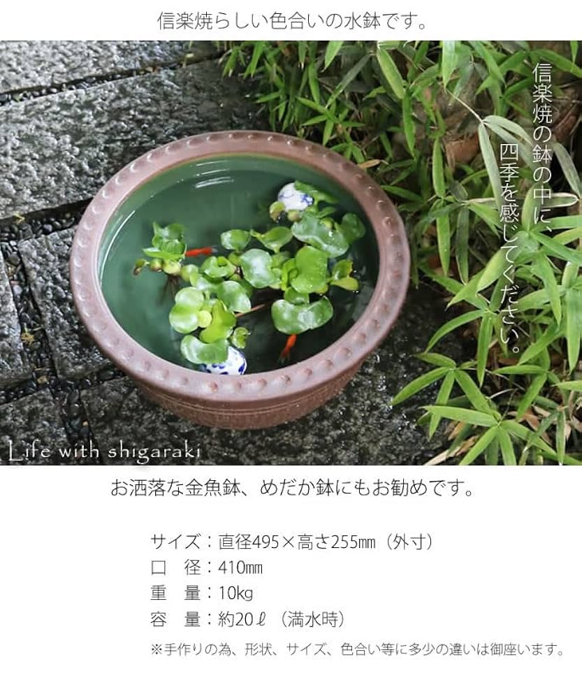 信楽焼 / 睡蓮鉢 Amazon | 信楽焼 16号トチリワン型すいれん鉢 睡蓮鉢 スイレン鉢