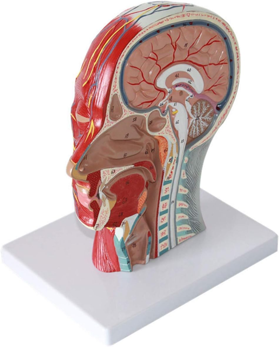 教育用モデル 人体頭部解剖モデル（血管付き） 血管神経モデル 医療用
