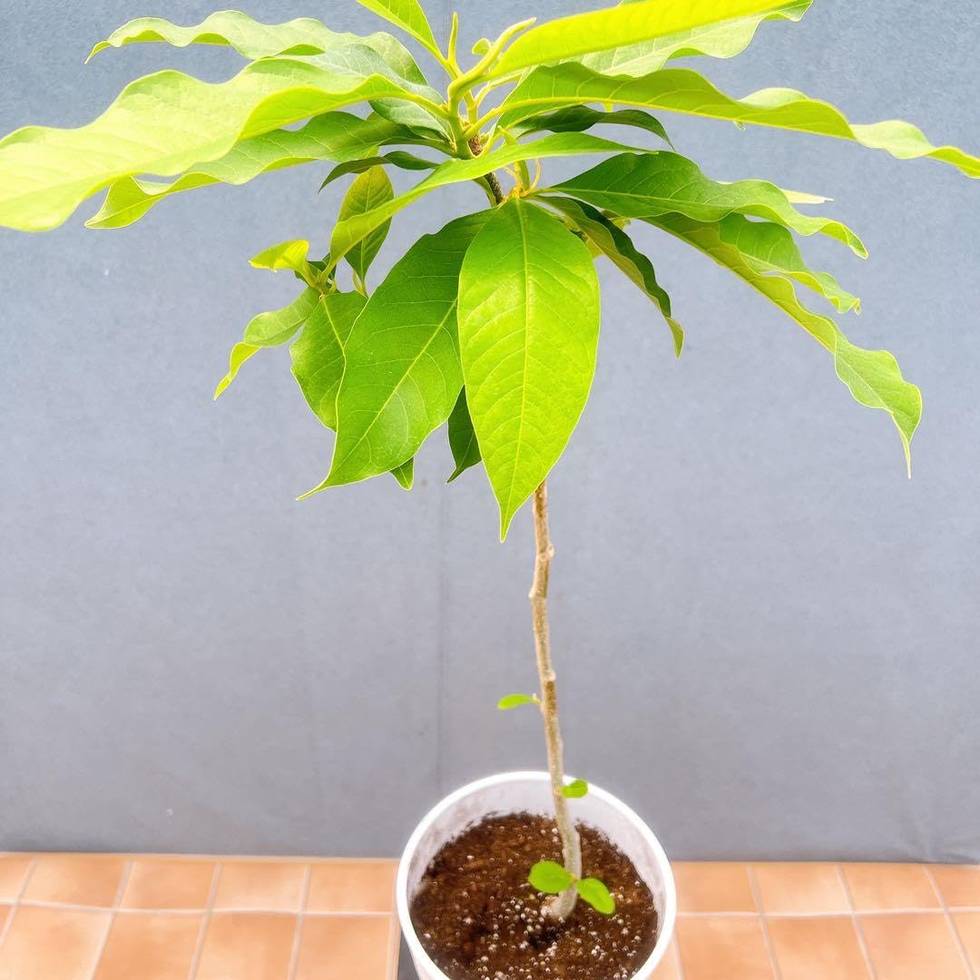 Amazon｜キンコウボク 金厚朴 観葉植物｜観葉植物 オンライン通販