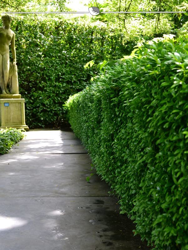 Kirschlorbeer Novita 160-180 cm im Topf. 5 St. Sichtschutz Lorbeer Pflanzen  : Amazon.de: Garten