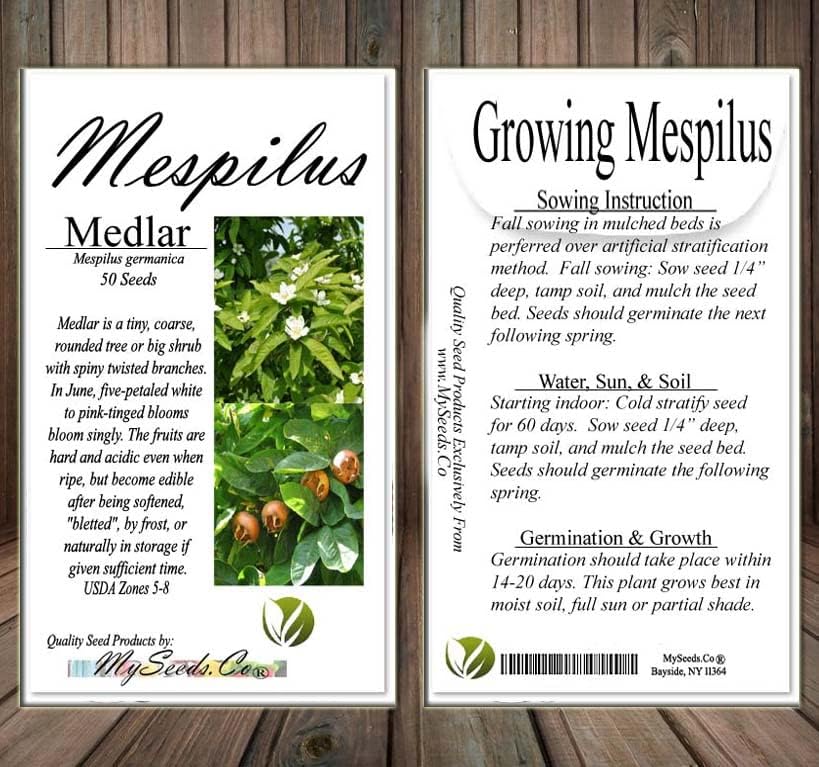 Mespilus germanica (Medlar) Tree Seed, White, Flowers, Round, Hard, Four Centimetre Fruits, You Choose The Quantity (5 Packs)
