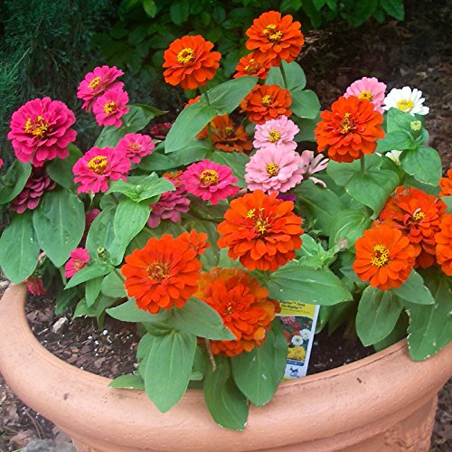 Creative Farmer Flower Seeds Zinnia Elegance Dahlia Flowered Mix Home