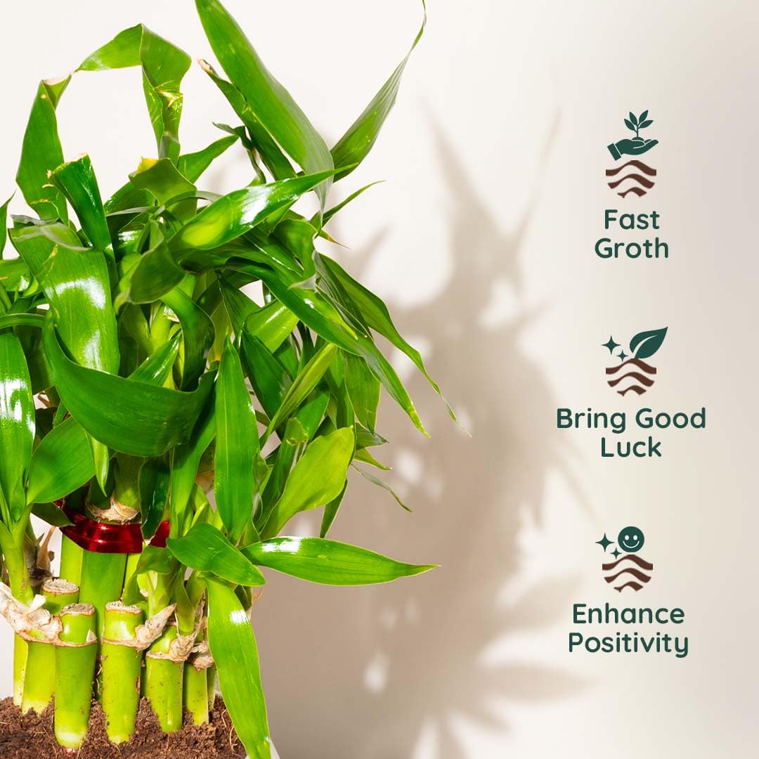 Kyari Lucky Bamboo 2 Layer Feng Shui Plant with White Self Watering Pot - Oval Pot 4 Inch - Image 2 thumbnail