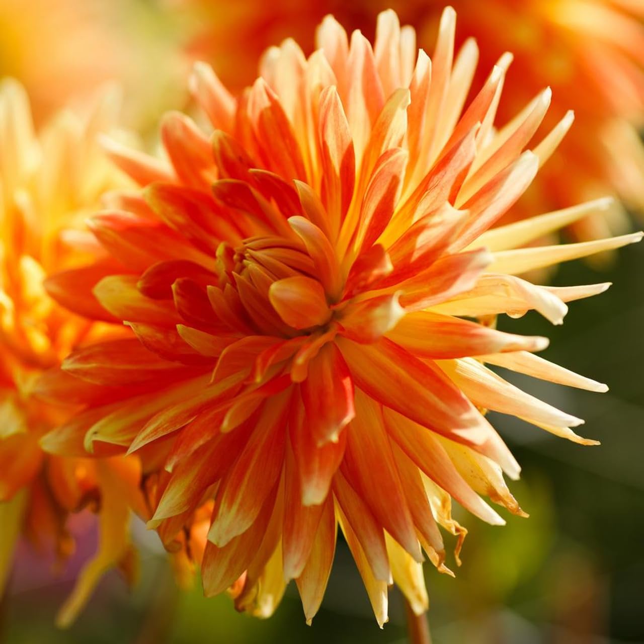 Amazon.com : Votaniki Motto Decorative Dahlia - Orange Color