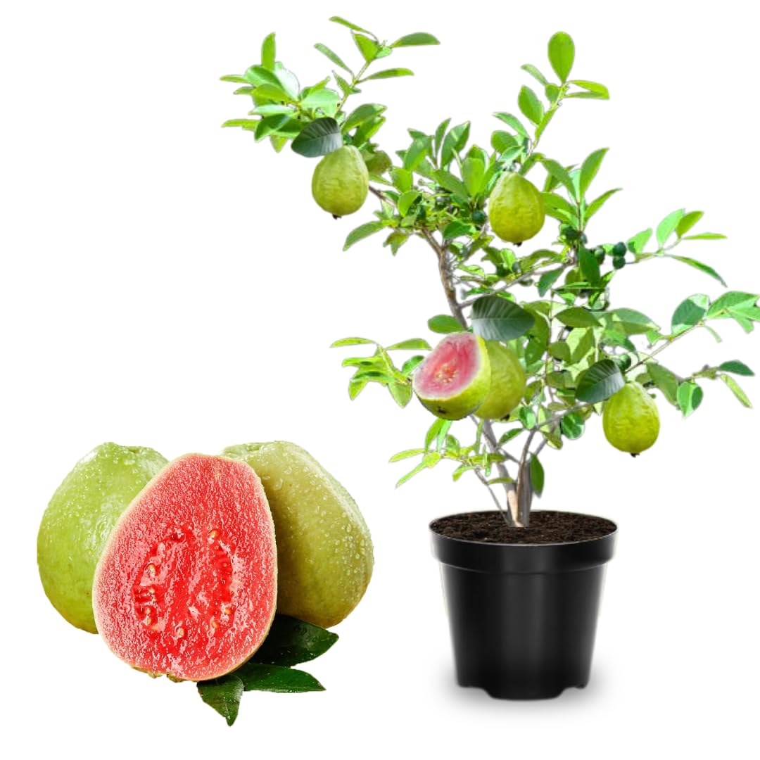 Amazon.com : Pink Guava Trees Live Plants 2-2.5 Feet Tall, Cold