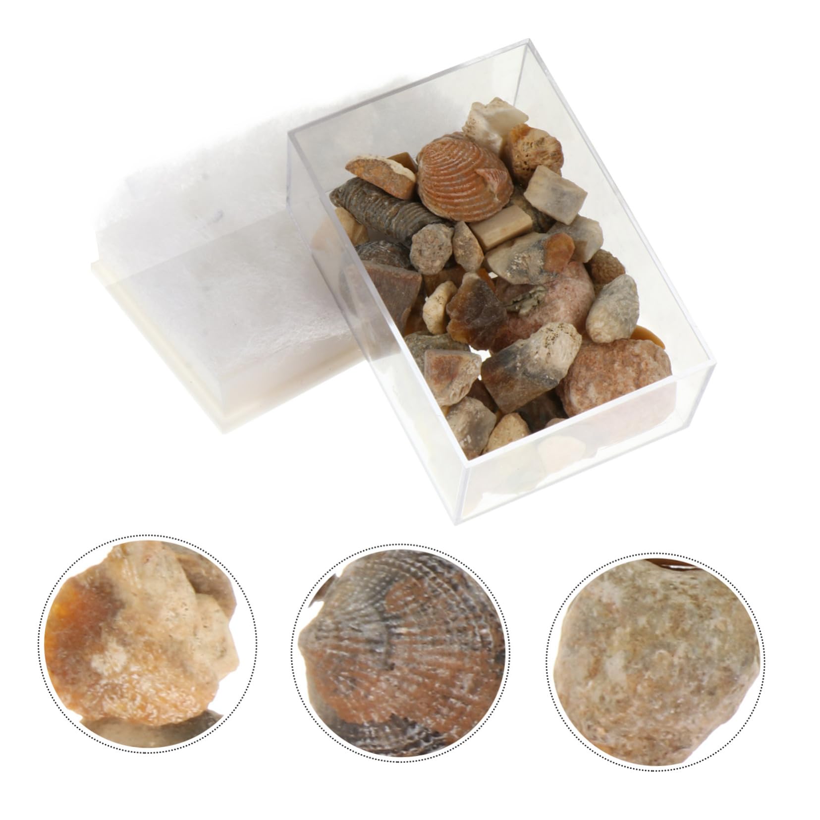 GLEAVI Ore Specimen Stones Natural Stones Set for Home Decor Aquarium Teaching Aid