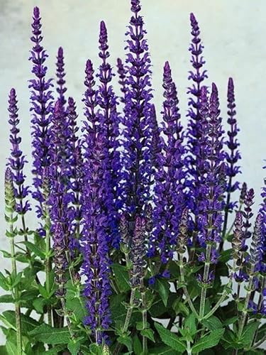 Seedsup - 30+ Garden Sage (Salvia Officinalis) Medicinal Perennial - Herb Purple #TOP6