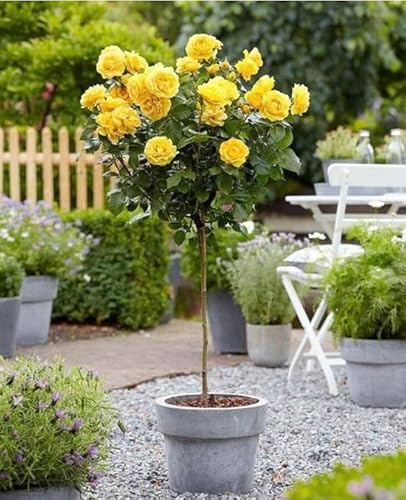 KORRESIA Floribunda Half Standard Rose Plant in A 4 Lt Pot -Large Yellow Blooms- British Grown