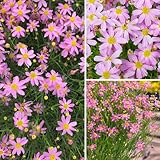 500+ Seeds Perennial Dream Coreopsis Flower Seeds for Planting Outdoor Garden Pink Tickseed Rose Coreopsis Non-GMO Heirloom Open-Pollinated