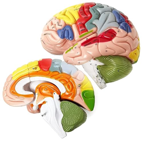 Miniatura 4 de Modelo de cerebro humano 2024 para enseñanza de neurociencia con etiquetas, modelo de anatomía de tamaño natural 1.5 veces para aprender ciencias,