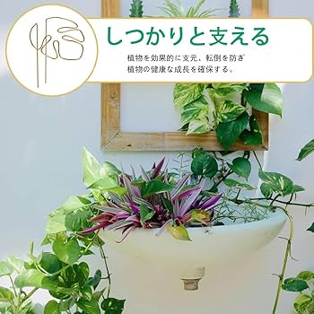 ムー　同時梱包割引 モンステラ30 斑入　マスターピース ムー様専用 同時梱包割引 モンステラ30 斑入 マスターピース