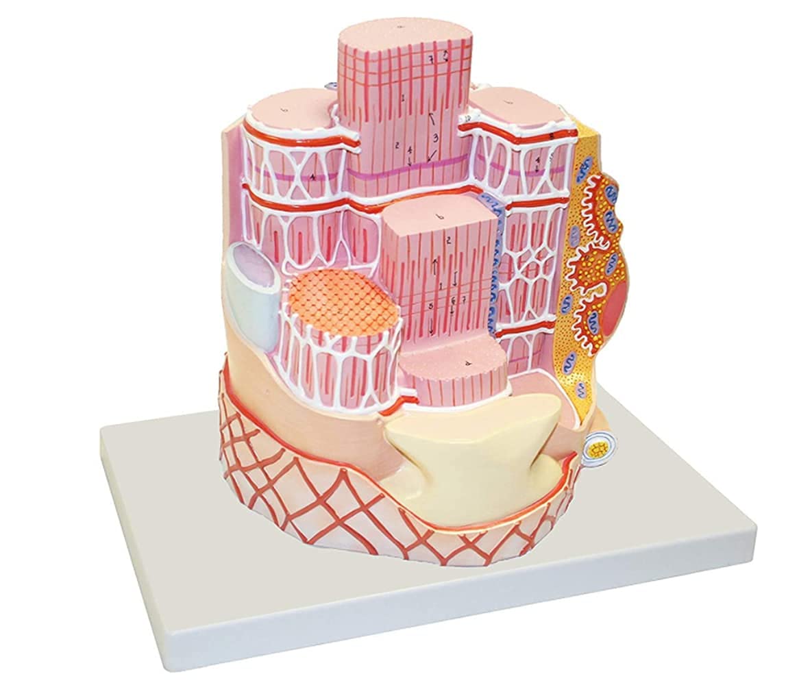 Buy Microanatomical Model of Human Skeletal Muscle Fiber Model for