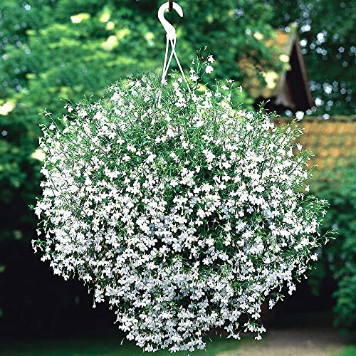 Trailing Lobelia Cascae White 7 000 Seeds + Freebie + Plant 