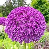 50 Pcs/bag, Purple Giant Allium Giganteum Beautiful Flower Seeds Garden Plant Gift