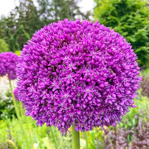 KVITER 100 Purple Giant Onion Seeds (Allium Giganteum) - Purple Giant Allium, Onion Flower Seeds - Heirloom, Drought-Tolerant - Perfect Garden Seeds for Flower Beds, Borders & Rock Gardens