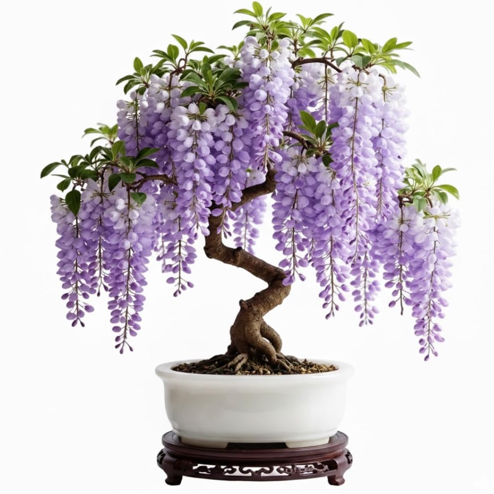 Purple Wisteria Tree 6-12 Inch