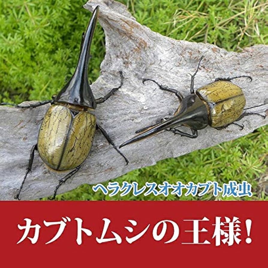 Amazon | 販売・出荷元：むしや本舗 昆虫 大型血統 ヘラクレス